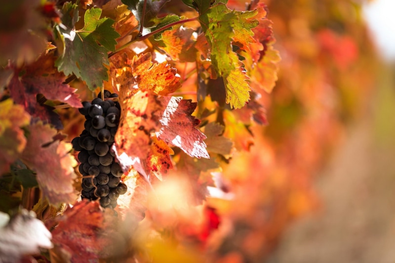 leaf, plant, fruit, healthy eating, vine, no people, autumn collection, fall, growth, selective focus, outdoors, plant part, beauty in nature, maple leaf