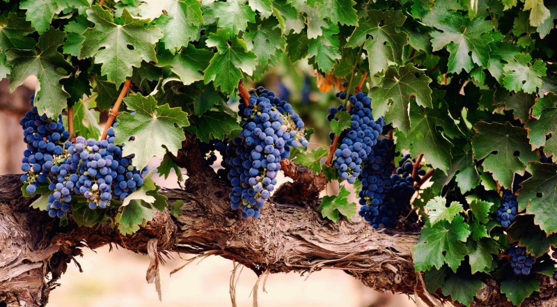 grapes, 2K, plants