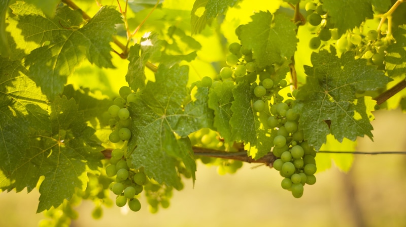 agriculture, winery, green, photography, leica, bunch, wine, ripe, farm, nature, white Grape, winemaking, growth, vineyard, fruit, Würzburg, closeup photography