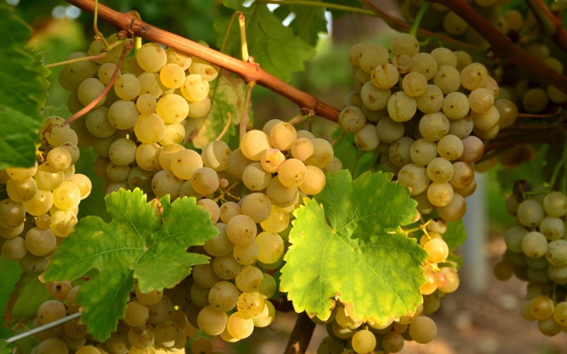 Grape, nature, grapes, 2K, grapevine