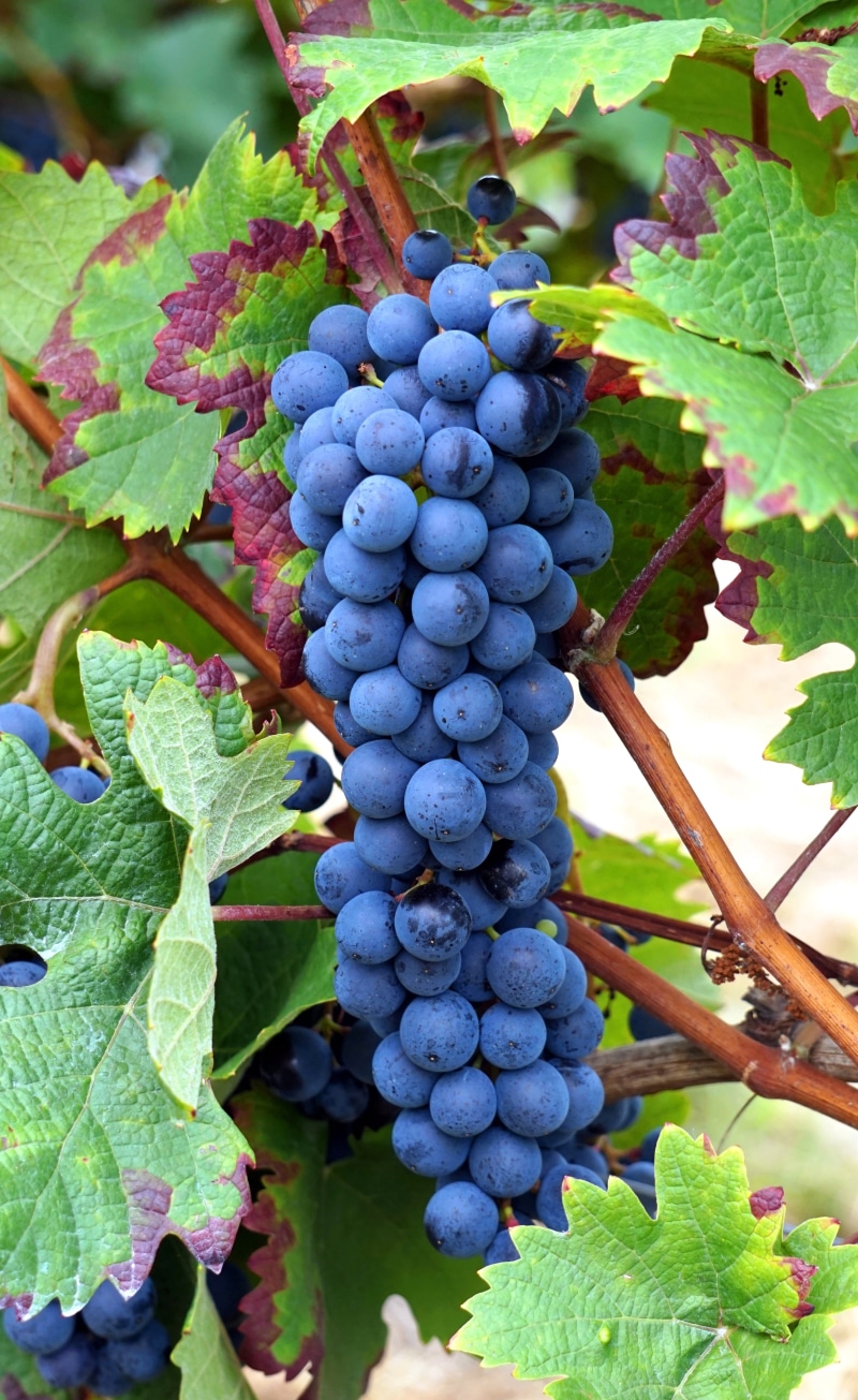 plant part, purple, ripe, nature, vines, grape, agriculture, growth, vine, close-up, fruit, winemaking, no people, food, leaf, 4K, food and drink, grapes