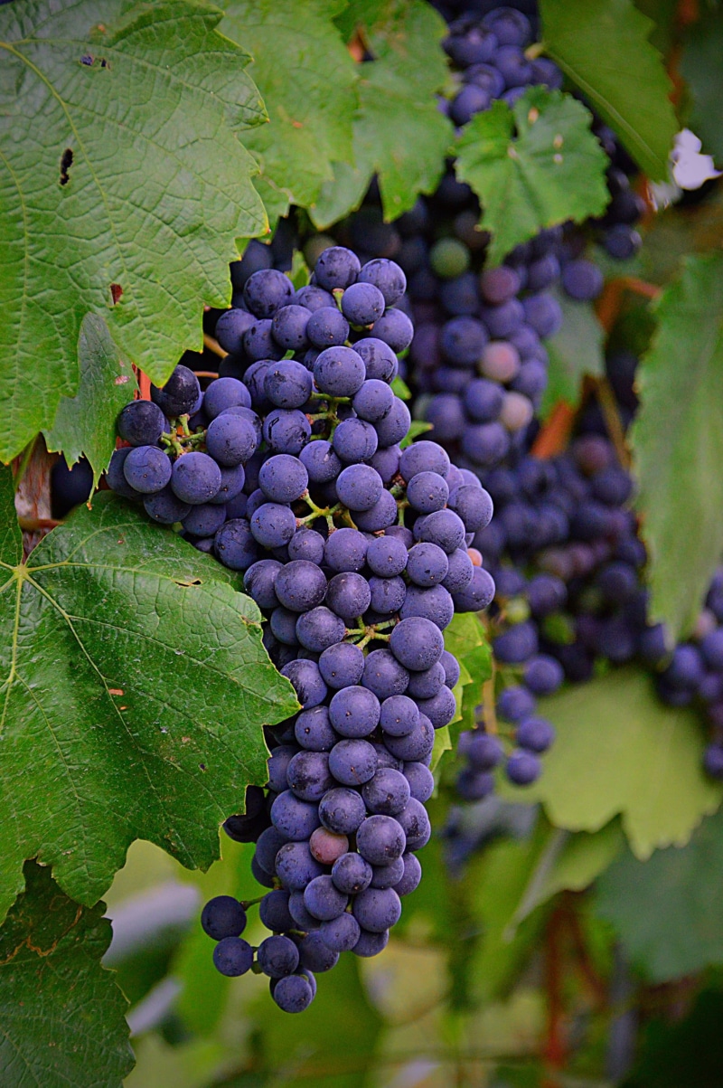 grapes, food and drink, winemaking, vintage, plant part, cluster crop, shift, nature, ripe fruit, freshness, szőlőszem, outdoors, tilt, photo, blue, plantation