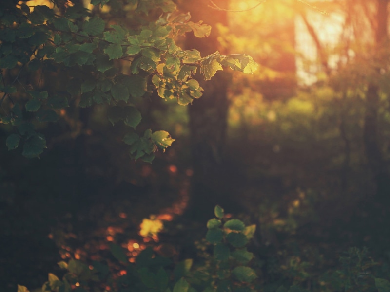 summer, vine, morning, backgrounds, vibrant Color, organic, leaf, plants, fruit, tree, rural Scene, no People, selective focus, sunbeam, bright, 1080P