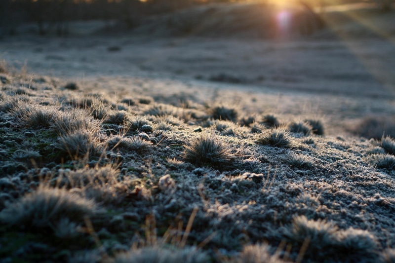 close-up, beauty in nature, field, sunset, growth, grass, leafed, 1080P, plants, winter, day, snow, outdoors, no people, nature, selective focus, landscape