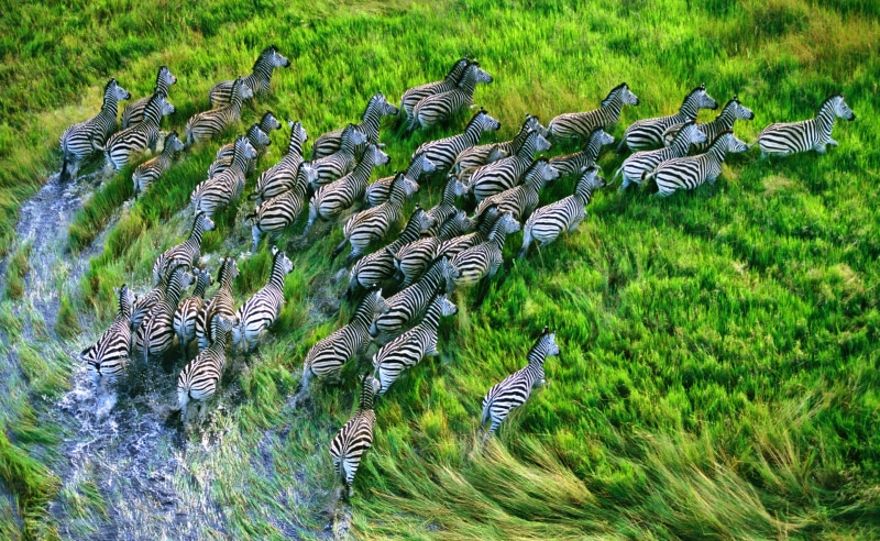 beauty in nature, high angle view, grass, Herd, mammal, striped, animals in the wild, retina, large group of animals, animal wildlife, vertebrate, outdoors