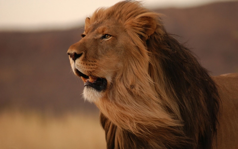 predator, 1080P, animals And Pets, animals Hunting, pets, africa, wildlife, safari, male Animal, hair, big Cat, majestic, animal Head, close-up, animal body part