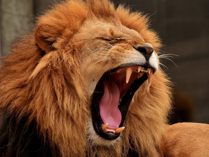 animal mouth, close-up, zoo, male, animal body part, animal tongue, roaring, lion, daytime, one animal, vertebrate, animal wildlife, mane, animal themes