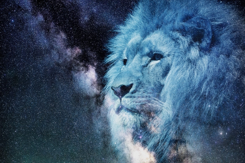 blue, portrait, one animal, animal, stars, photoshop, predator, wildlife, outdoors, motion, carnivore, lion, lion - Feline, looking away, africa, 4K, king of beasts