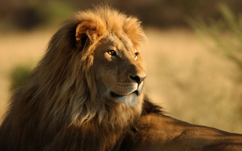 male Animal, animal Head, lioness, day, wilderness Area, majestic, safari Animals, east Africa, large, africa, plain, carnivore, vertebrate, animals In The Wild