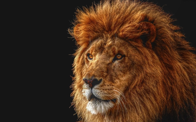 lioness, black background, animal Head, animal body part, studio shot, looking away, animals Hunting, predator, brown, large, big Cat, nature, fur, animal wildlife