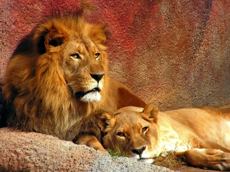 no People, animal wildlife, lion - Feline, animal, big Cat, pets, fur, solid, savannah, predators, vertebrate, carnivora, wildlife, lion, 1080P, animals In The Wild
