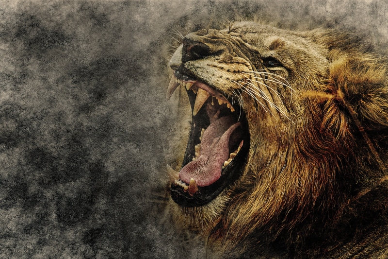 large, yawning, africa, animal Head, art, roaring, nature, animals Hunting, animal, no People, vertebrate, 2K, danger, mane, mouth, fur, mammal, lion