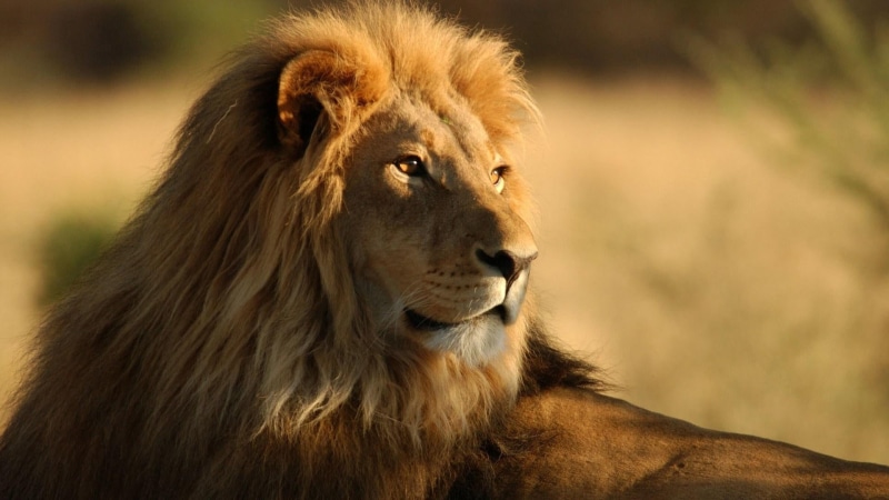 east Africa, wildlife, large, nature, female Animal, look, one animal, male Animal, lioness, animal Head, lying Down, mammal, day, resting, masai Mara National Reserve