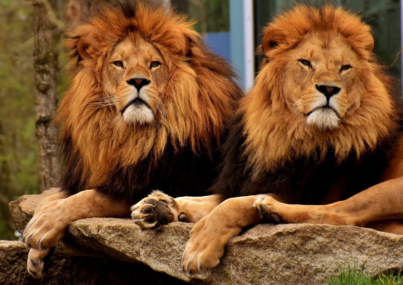 wild Animals, group of animals, animal Teeth, large, nature, no People, vertebrate, wildlife, brown, close-up, animal family, king of beasts, male Animal