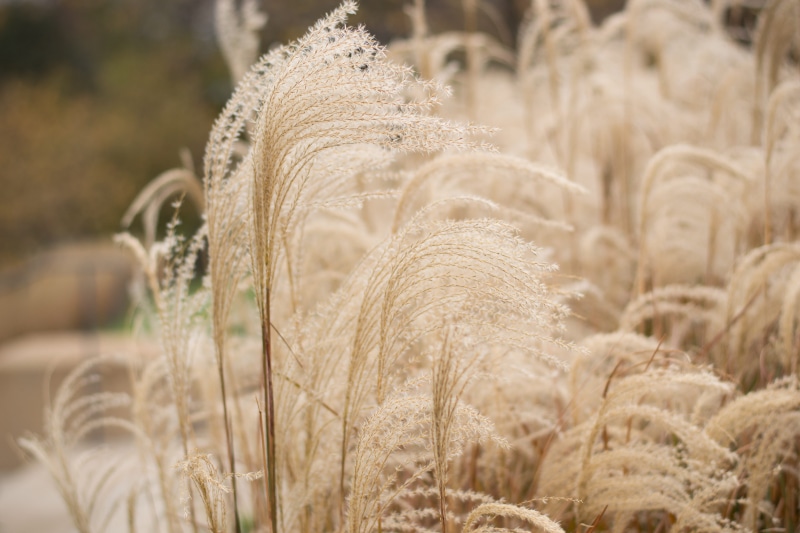 growth, no people, focus on foreground, cereal plant, tranquility, landscape, 4K, crop, rural scene, agriculture, day, grass, beauty in nature, fall, close-up