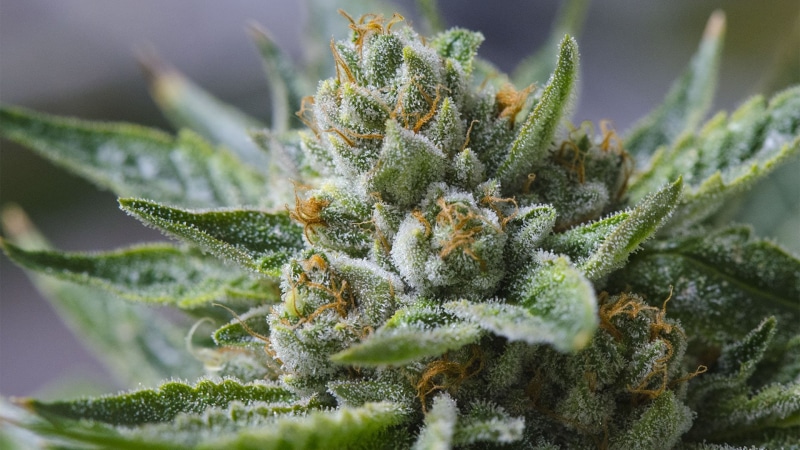 marijuana, psychedelic, plant, trippy, cannabis, 1080P, drug, reggae, nature, rasta, 420, weed, drugs