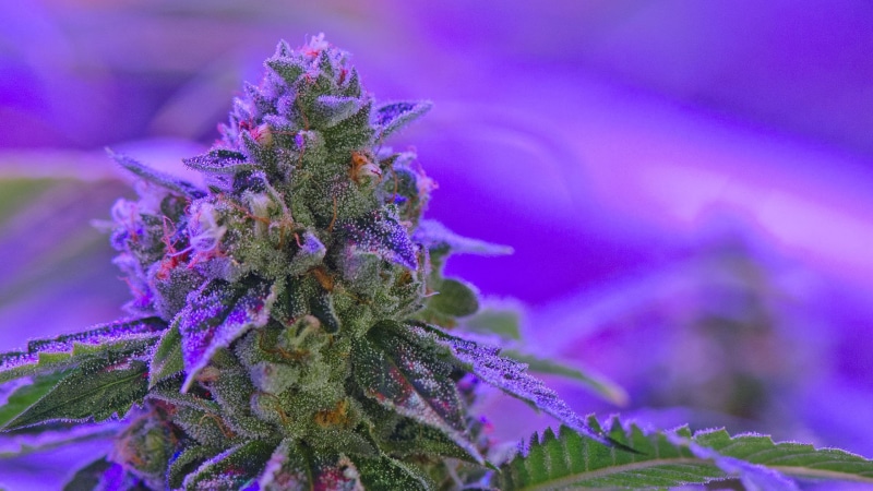 cannabis, psychedelic, drugs, 420, 1080P, trippy, drug, rasta, weed, reggae, marijuana, plant, nature