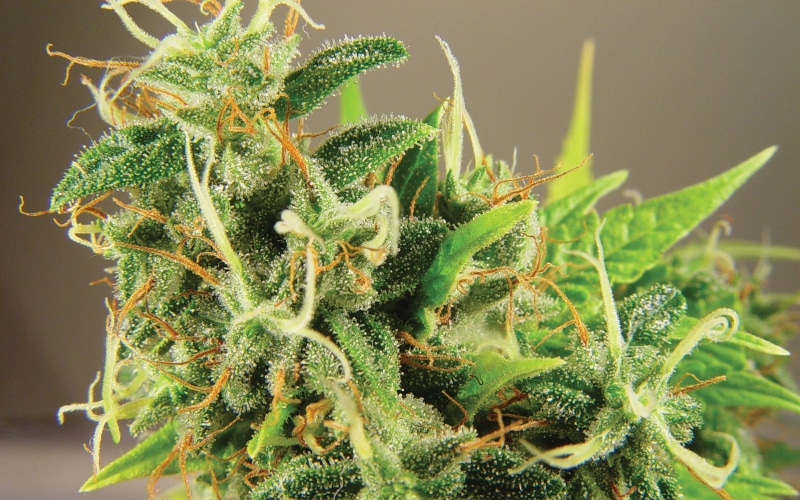 psychedelic, weed, plant, nature, 420, drug, reggae, drugs, trippy, cannabis, marijuana, rasta, 4K