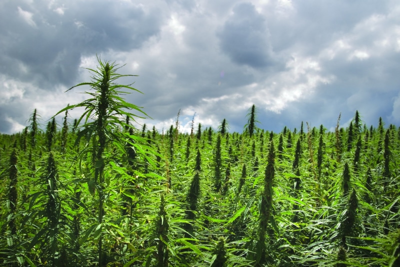 drug, reggae, 420, drugs, cannabis, psychedelic, weed, nature, plant, rasta, trippy, 1080P, marijuana