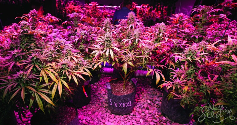 weed, cannabis, 4K, 420, marijuana