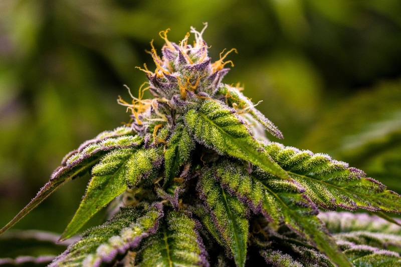 weed, marijuana, cannabis, 1080P, 420