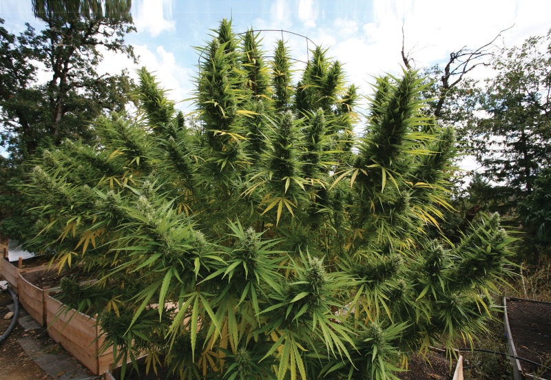 marijuana, trippy, drug, 2K, cannabis, reggae, plant, drugs, weed, 420, psychedelic, rasta, nature