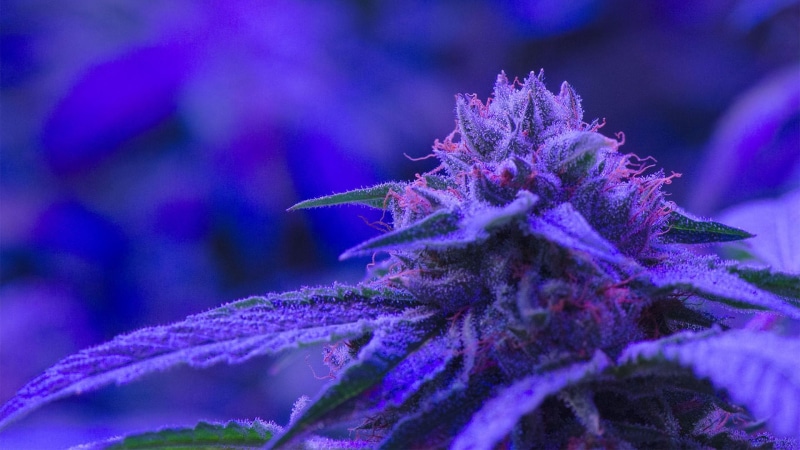 cannabis, marijuana, 420, 1080P, weed