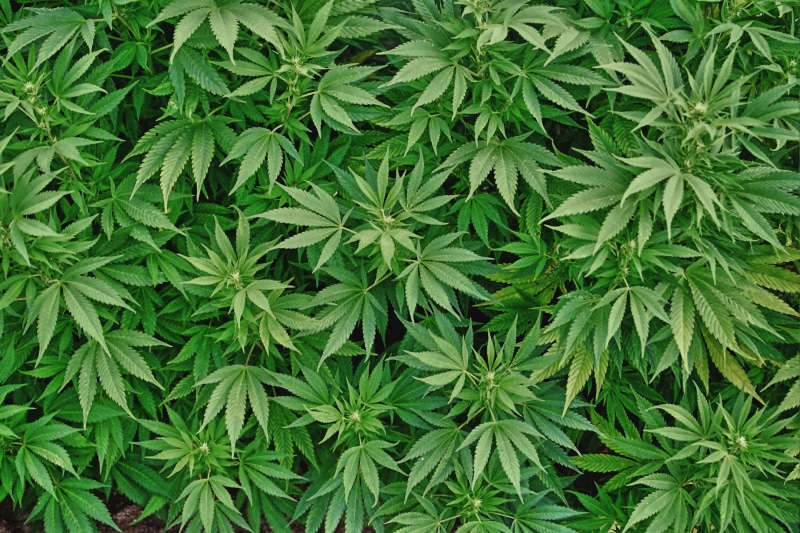 420, marijuana, 2K, cannabis, weed