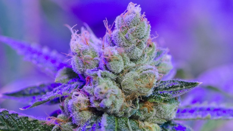 drugs, 420, rasta, 1080P, marijuana, plant, nature, drug, cannabis, reggae, trippy, weed, psychedelic