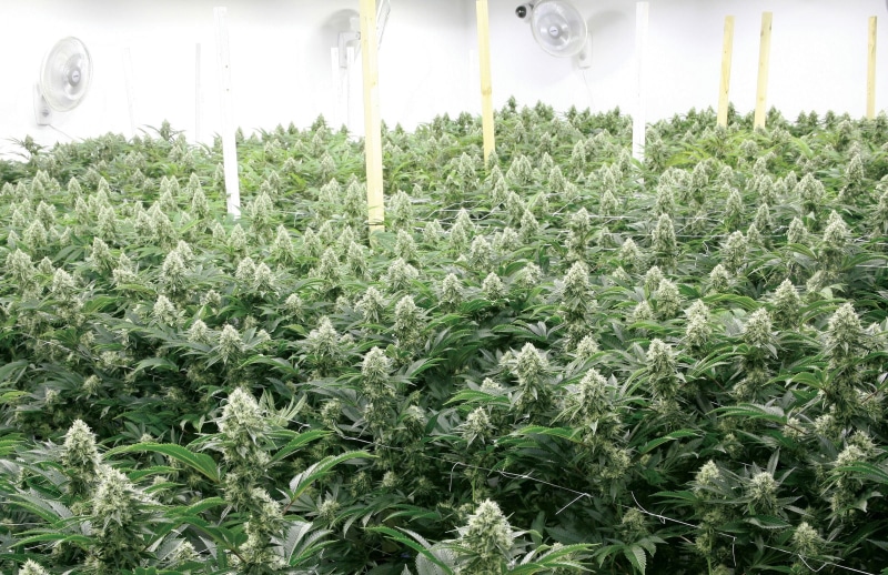 drug, marijuana, weed, psychedelic, reggae, cannabis, 420, plant, trippy, nature, rasta, 1080P, drugs