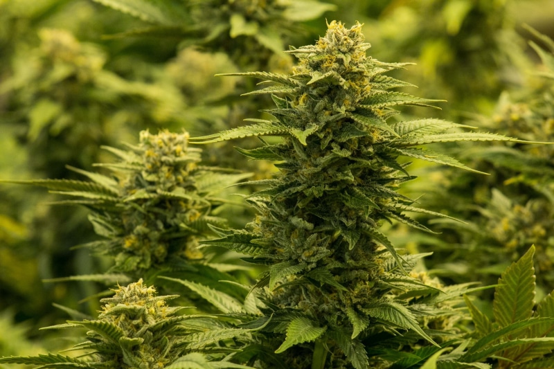 weed, marijuana, cannabis, 420, 4K