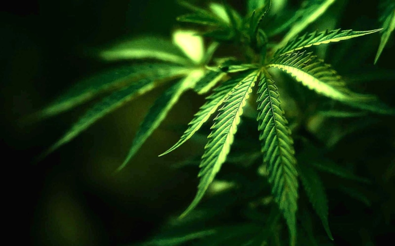 plant, drugs, cannabis, nature, weed, 420, marijuana, drug, psychedelic, rasta, reggae, 720P, trippy