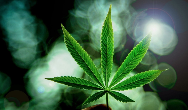 cannabis, marijuana, 1080P, weed, 420