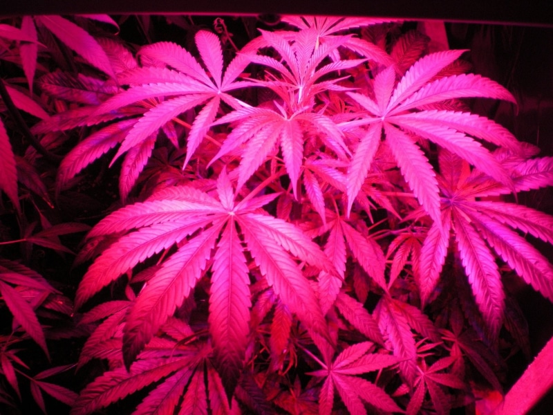 weed, drugs, plant, 420, drug, 720P, marijuana, reggae, psychedelic, rasta, nature, trippy, cannabis