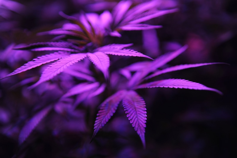 420, cannabis, marijuana, 4K, weed