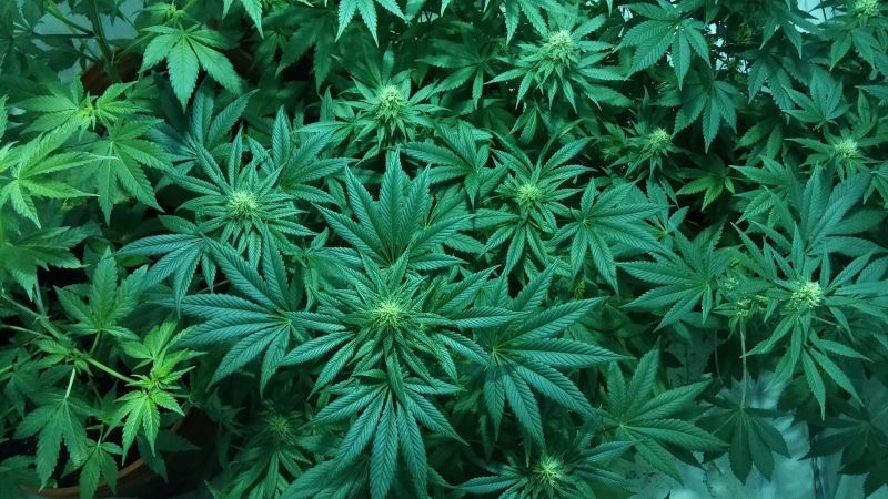 beauty in nature, nature, plant part, plantation, herb, backgrounds, 4K, growth, cannabis, weed, hydroponic, marijuana, leaf, green color, recreational drug