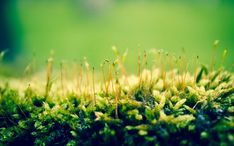 selective focus, plant, macro, sunlight, close-up, tranquility, plants, land, bright, field, surface level, beauty in nature, leaf, 1080P, vulnerability