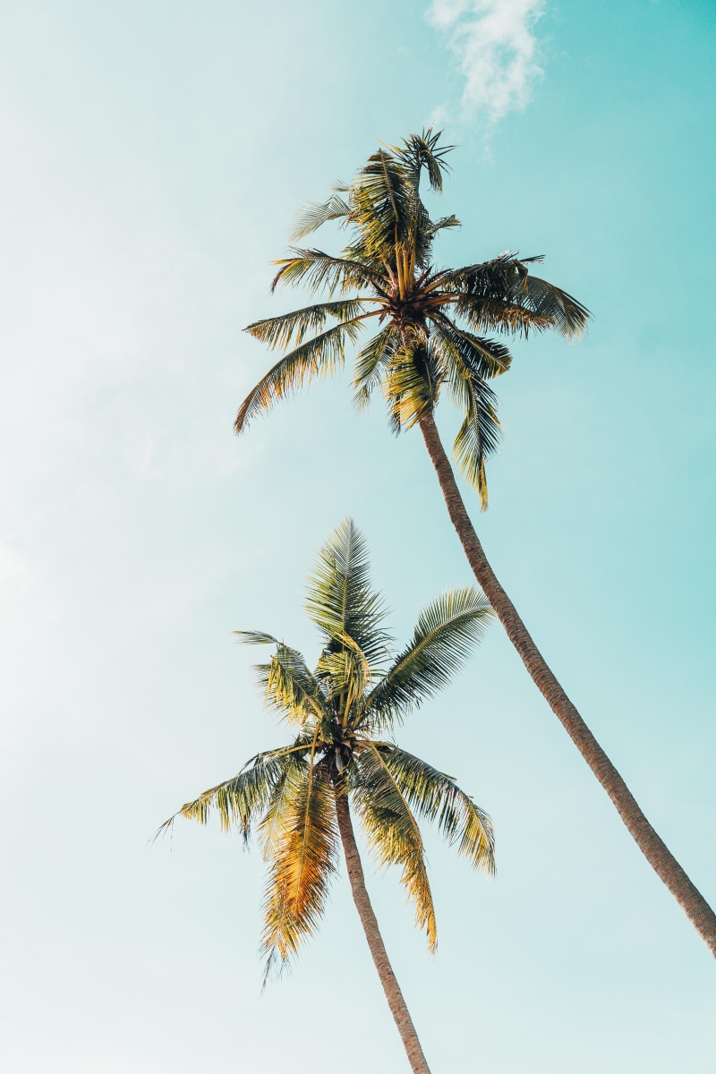 palmera, sky, plant, green, palm leaf, sun, tropical tree, low angle view, outdoors, daytime, worm, trees, tree trunk, nature, plan tree, tranquil scene