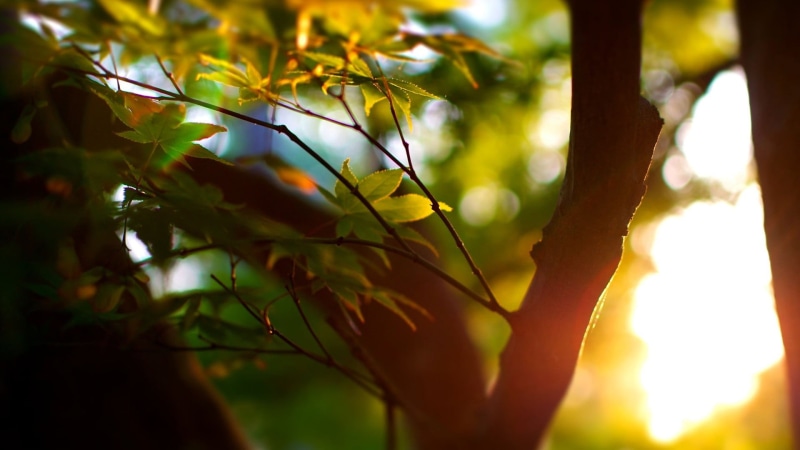 springtime, green, photography, day, forest, close-up, leaf, tree, lush Foliage, beauty In Nature, focus on foreground, sun, plant part, tranquil Scene