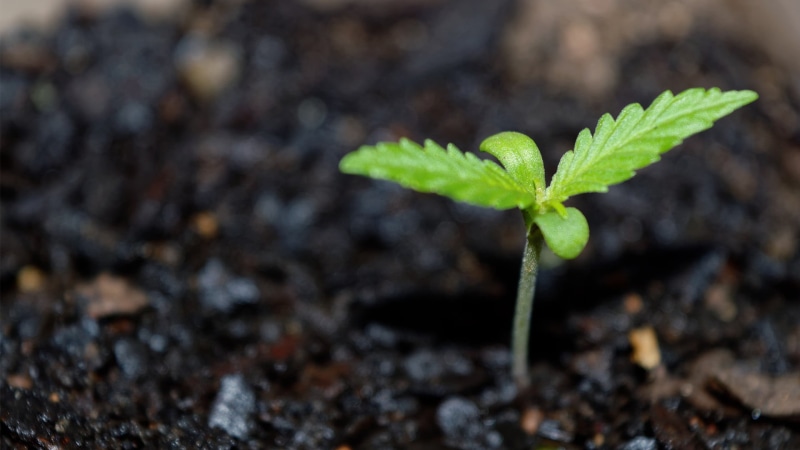 1080P, plants, outdoors, no people, herb, new life, gardening, seedling, freshness, leafed, plant part, agriculture, green, food, close-up, beginnings