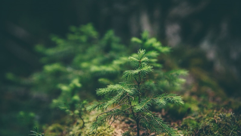 beauty In Nature, growth, close-up, pine, plant, woodland, no People, fir Tree, winter, season, pinaceae, plant part, leafed, freshness, green, outdoors
