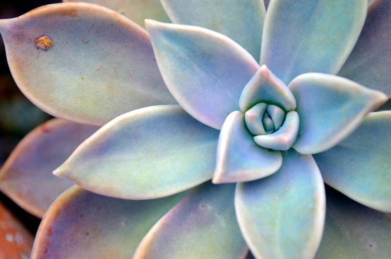 plant, fruit, outdoors, succulent plant, growth, freshness, green color, star, succulent, closeup, marine, food, abundance, healthy eating, green, nature