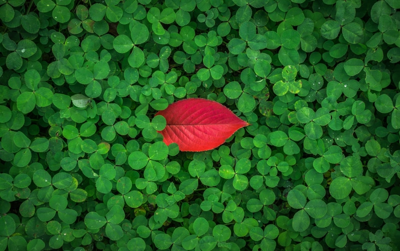 pool, clover, leaf, 4K, directly above, the leaves, plant, ball, grass, shamrock, flower, red, good luck, growth, plant part, full frame, no people, beauty in nature