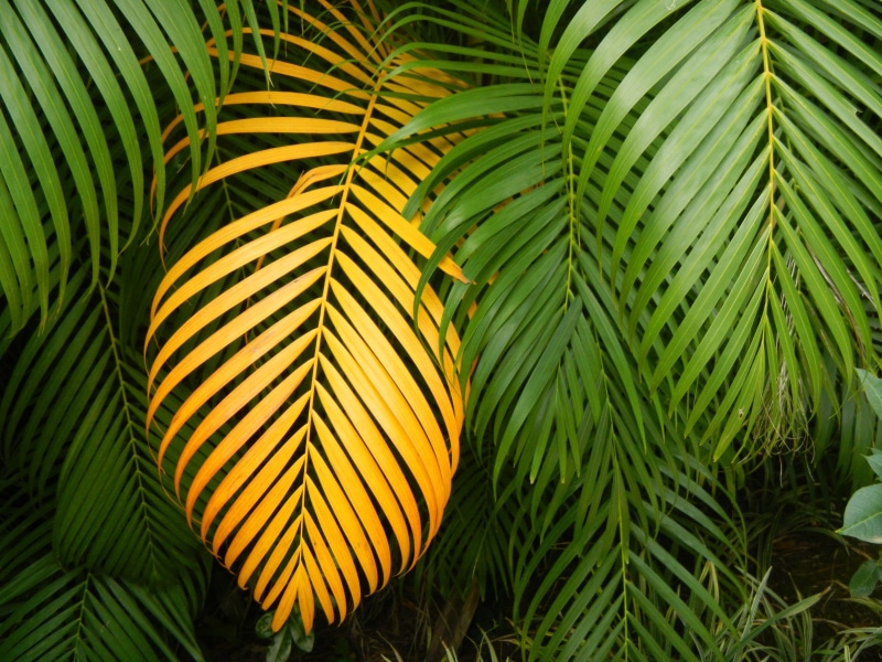frond, palm leaf, freshness, nature, palm, land, leaves, 4K, close-up, multiplying, day, tree, leaf, outdoors, yellow, tranquility, beauty in nature, palm tree