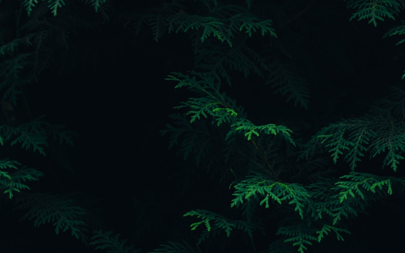 no people, dark, branch, coniferous tree, plant part, leaf, pine tree, fern, growth, green, nature, pattern, night, backgrounds, black background, plant