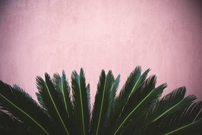 built structure, wall - building feature, plant part, growth, low angle view, 5K, plant, palm leaf, tranquility, concrete, beauty in nature, sago, palm