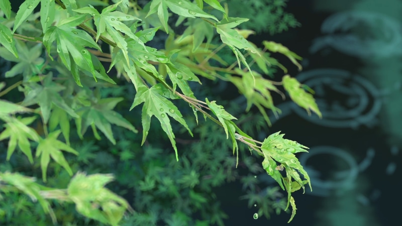outdoors, plant, leaf, no people, flower, leaves, day, tranquility, water, The garden of words, beauty in nature, green, plant part, nature, selective focus