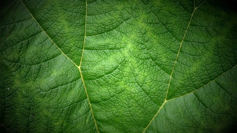 4K, plant, backgrounds, freshness, environment, versus, II, green Color, leaf, pattern, close-up, green, macro, green leaf, botany, nature, Souleyman