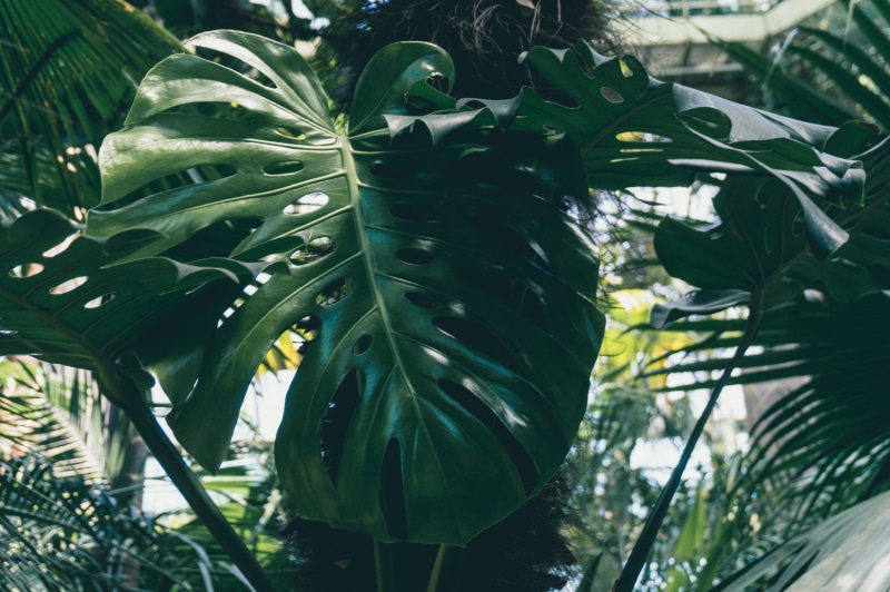 botanical garden, tropical climate, nature, plant part, sunlight, focus on foreground, outdoors, growth, green color, no people, plant, houseplant, low angle view