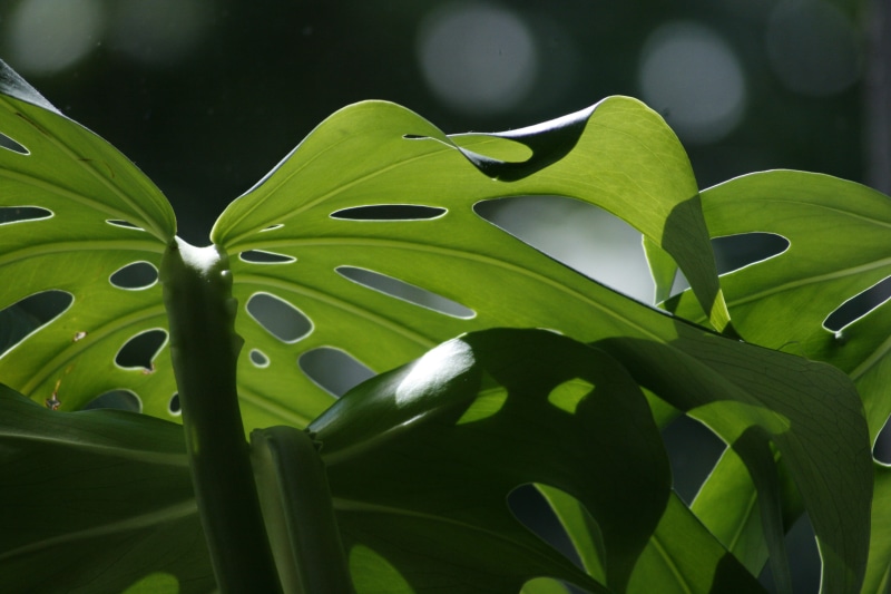 day, freshness, foliage, growth, green leaf, green color, fragility, garden, natural, sunlight, organic, light, monstera, close-up, green, vulnerability